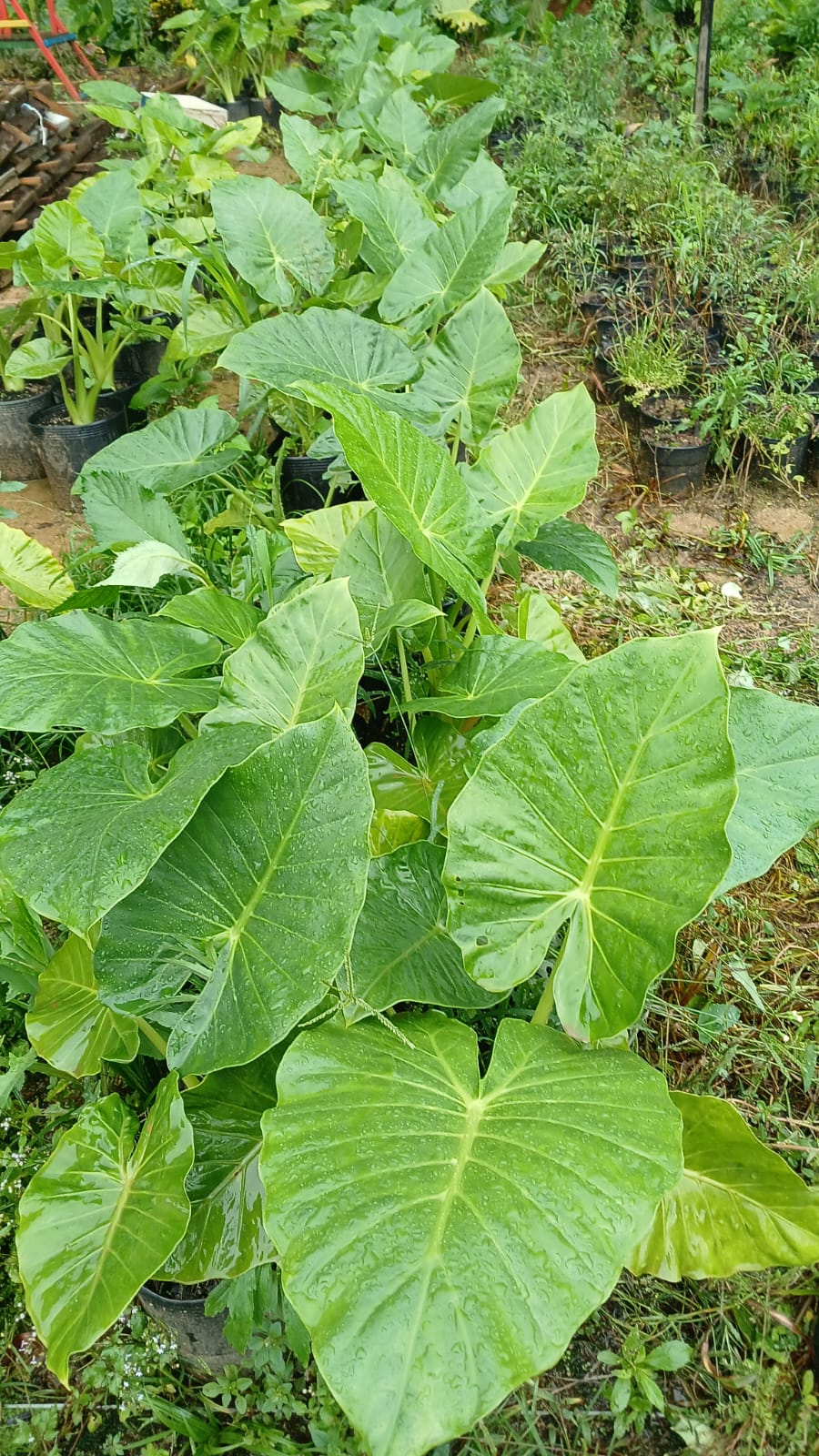 Plantas FAMIGU